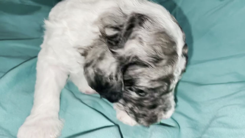 Oreo